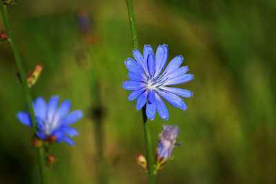 Close-up of blue flowering plant