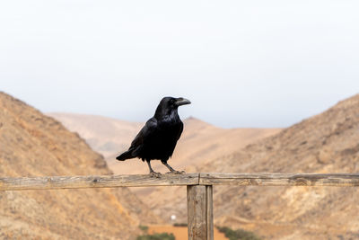 Crow perching on a mountain against sky