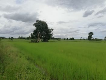 Scenic view of agricultural field against sky