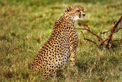 Cheetah sitting on grassy field