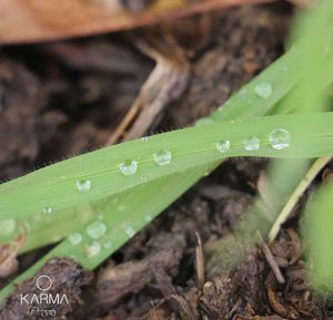 Close-up of insect on wet leaf