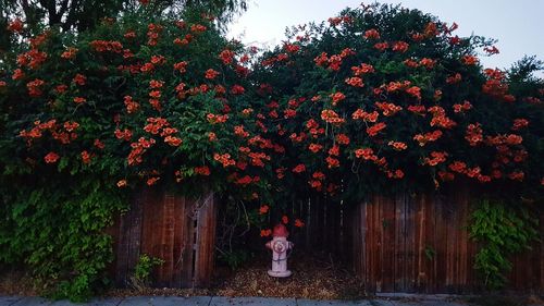 Fire hydrant under plants growing on wooden fence