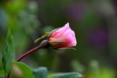 Close-up of pink rose bud