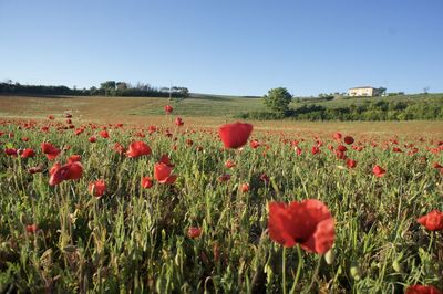 Red poppies blooming in field