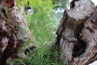 Close-up of tree trunk in forest