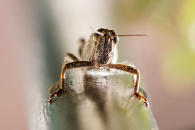 Close-up of grasshopper