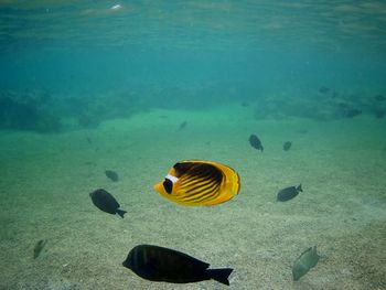 Beautiful tropical fish, marsa alam, egypt