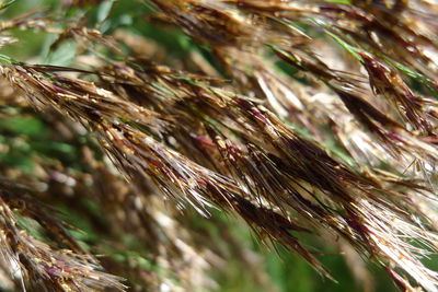 Close-up of crops growing on field