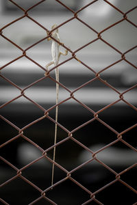 A chameleon perched on the iron fence