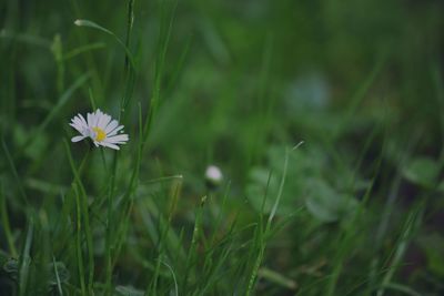 Close-up of white flowering plant on field