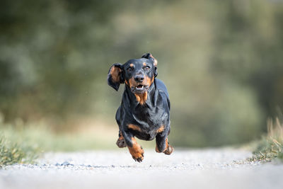 Portrait of dog running