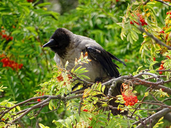 Close-up of bird perching on tree