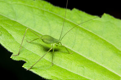 Close-up of grasshopper on leaf against black background