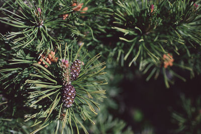 Close-up of pine tree