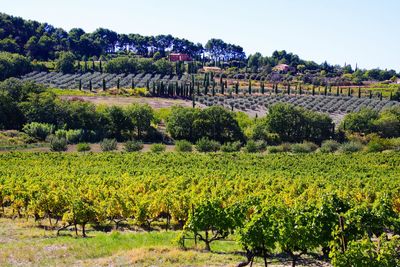 Scenic view of vineyard against sky