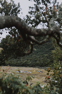 High angle view of flowering plants and trees on field