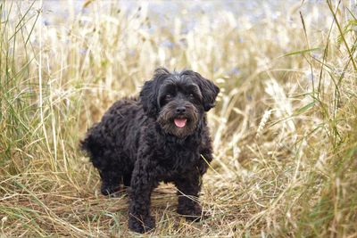 Portrait of black dog on field