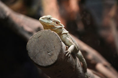 Close-up of lizard on tree
