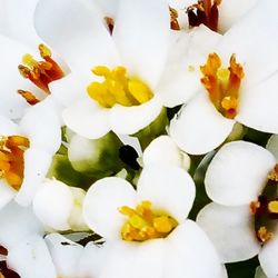 Close-up of white flowers