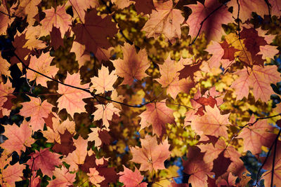 Close-up of maple leaves on tree