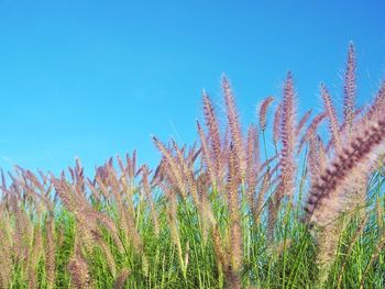 Low angle view of plants on field against clear blue sky