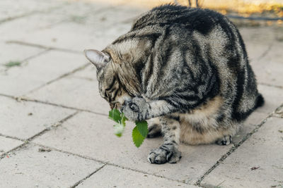 The cat sniffs and licks catnip in the backyard