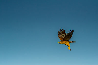 Low angle view of eagle flying in sky