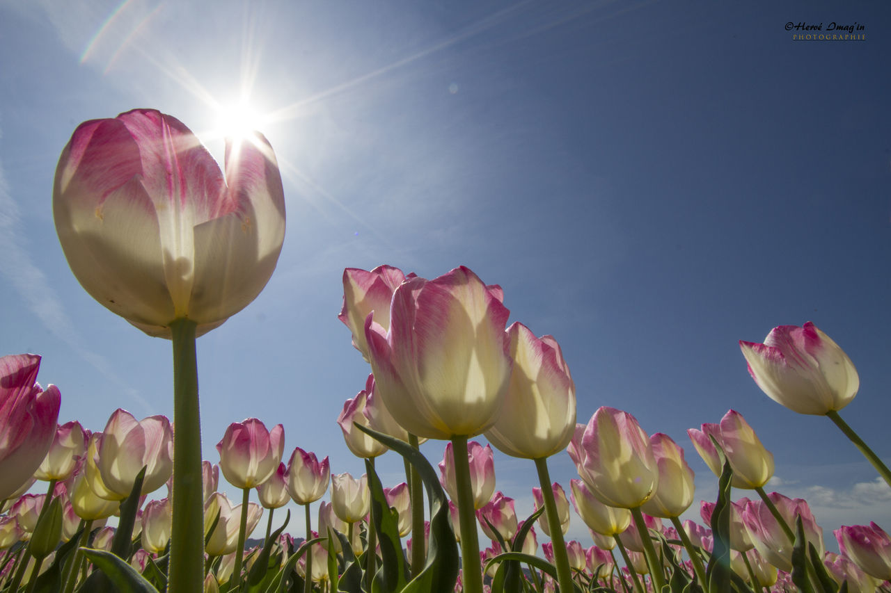 CLOSE-UP OF TULIPS