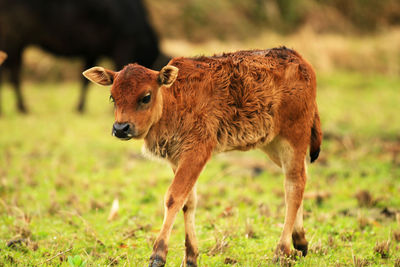 The calf looking at camera in the field