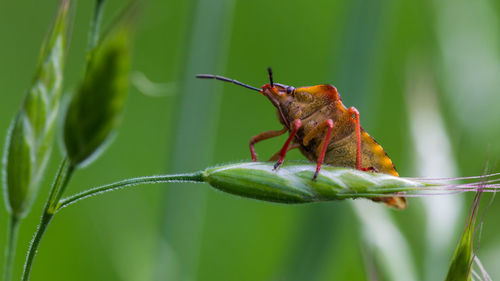 Close-up of insect on plant
