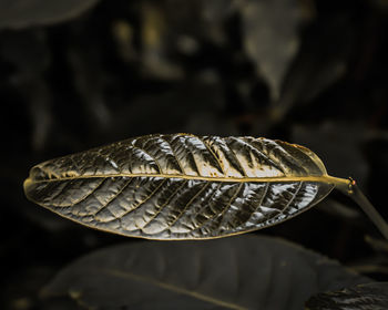 Close-up of dried leaf