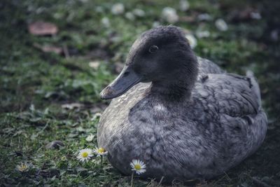 Close-up of a bird on field