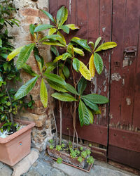 Potted plant on wall against building