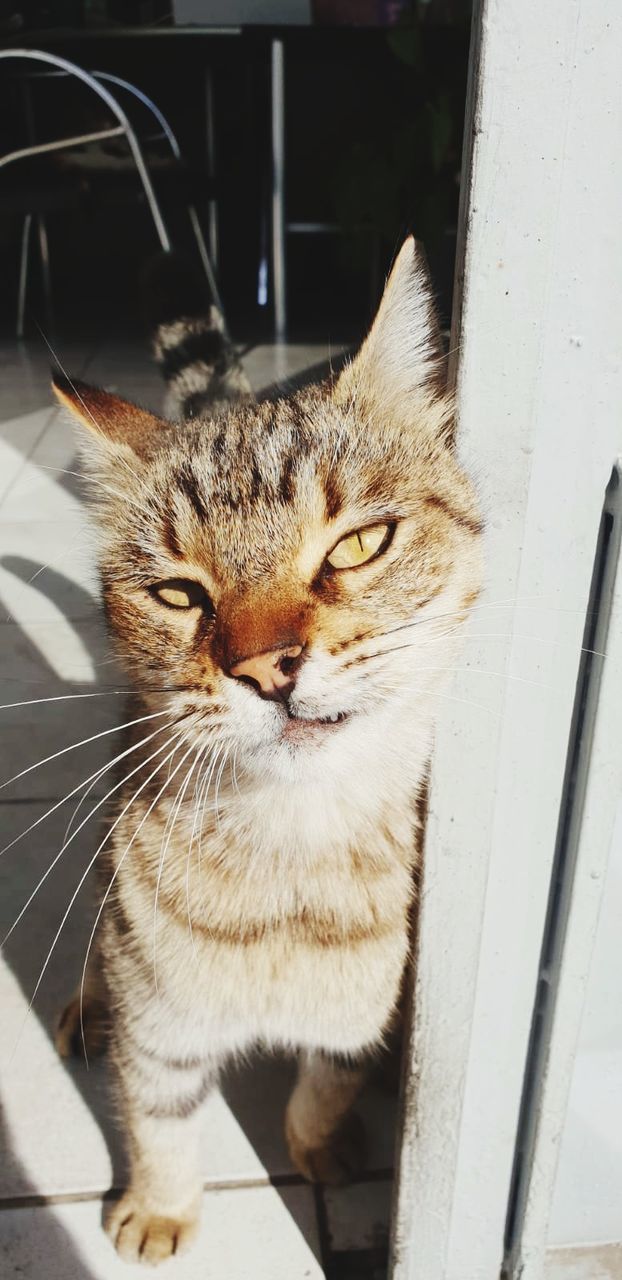 domestic, pets, domestic animals, mammal, animal themes, cat, domestic cat, animal, feline, one animal, vertebrate, no people, whisker, close-up, day, portrait, focus on foreground, looking at camera, relaxation, animal body part, animal head