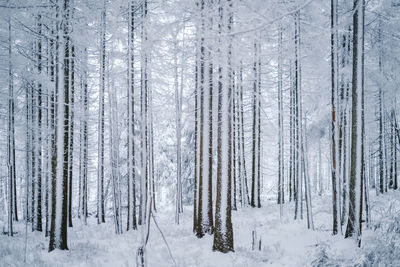 Snow covered tree