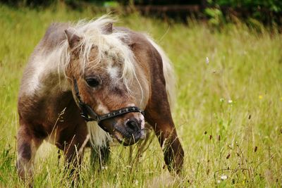 Close-up of horse on field