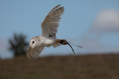 Low angle view of eagle flying