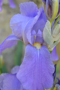 Close-up of purple iris