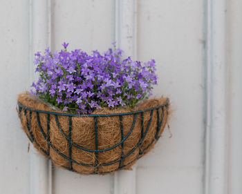 Close-up of purple flowers in basket