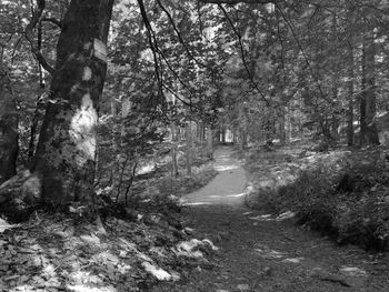 Trees growing in forest