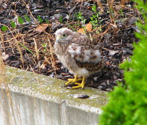 Bird perching on grass