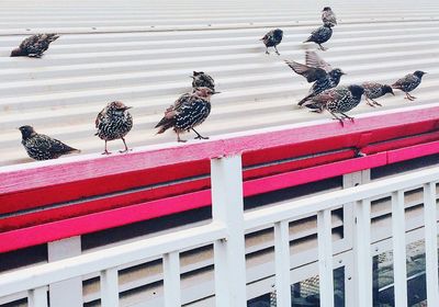 Bird perching on red feeder