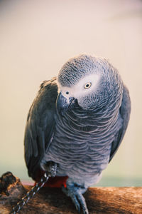 Close-up of parrot perching on wood