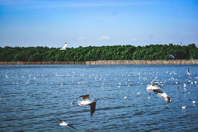 Seagulls flying over lake against sky