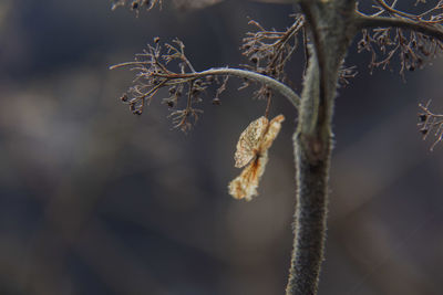 Close-up of dried plant