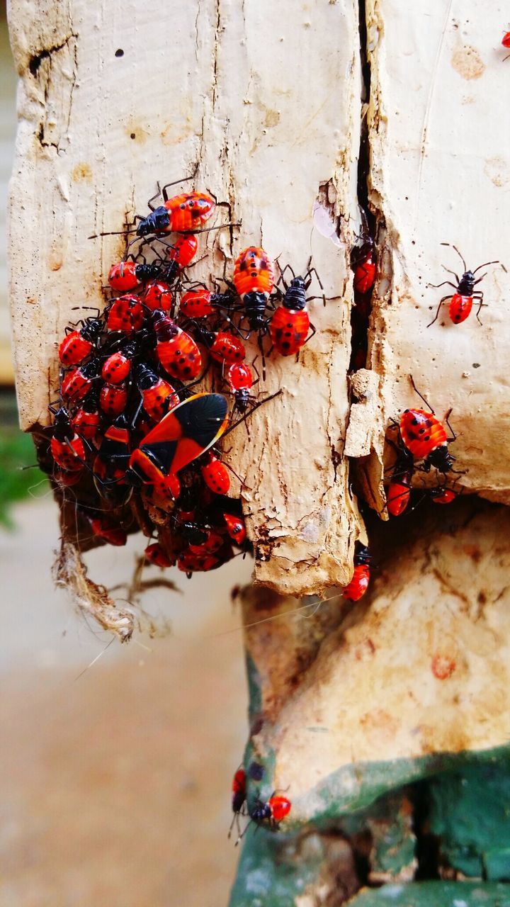 red, fruit, close-up, wall - building feature, branch, freshness, day, nature, growth, focus on foreground, hanging, outdoors, plant, stem, no people, selective focus, animal themes, leaf, tree, food and drink