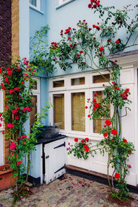Potted plants against window of building