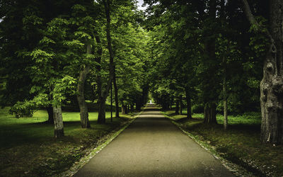 Road amidst trees in park