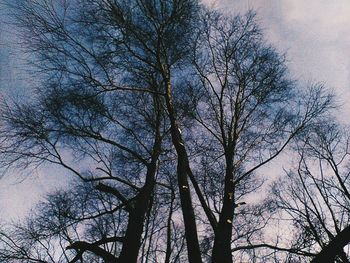 Low angle view of bare tree against sky