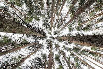 Low angle view of trees in forest